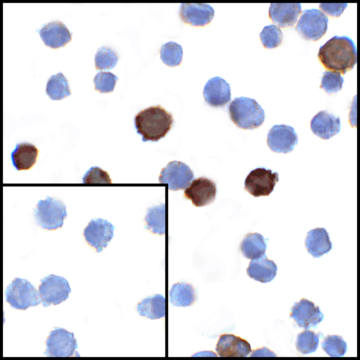 LIGHT Antibody [7B9F12]