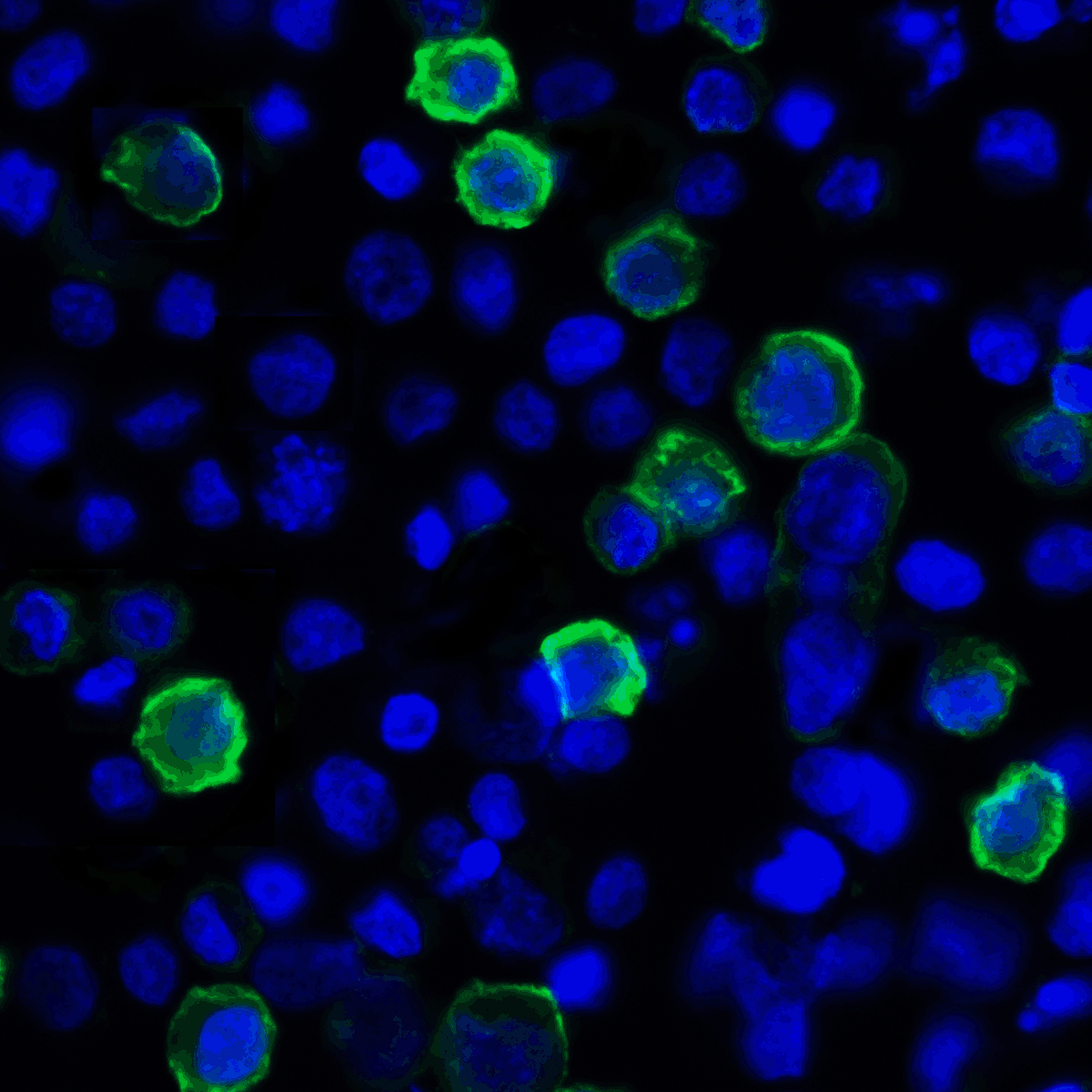 LIGHT Antibody [7B9F12]