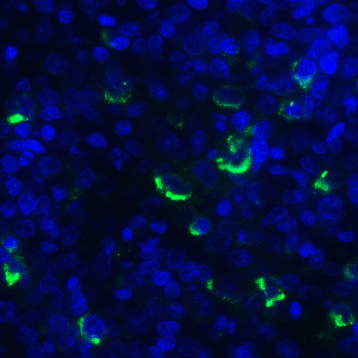 TNFSF14 Antibody