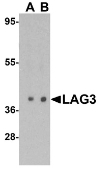 LAG3 Antibody