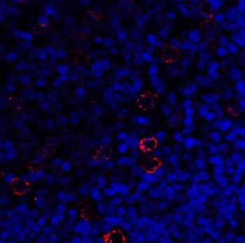 LAG3 Antibody