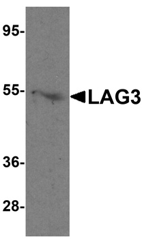 LAG3 Antibody