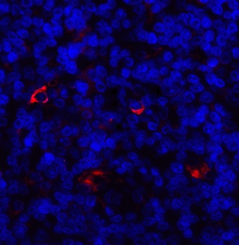 LAG3 Antibody