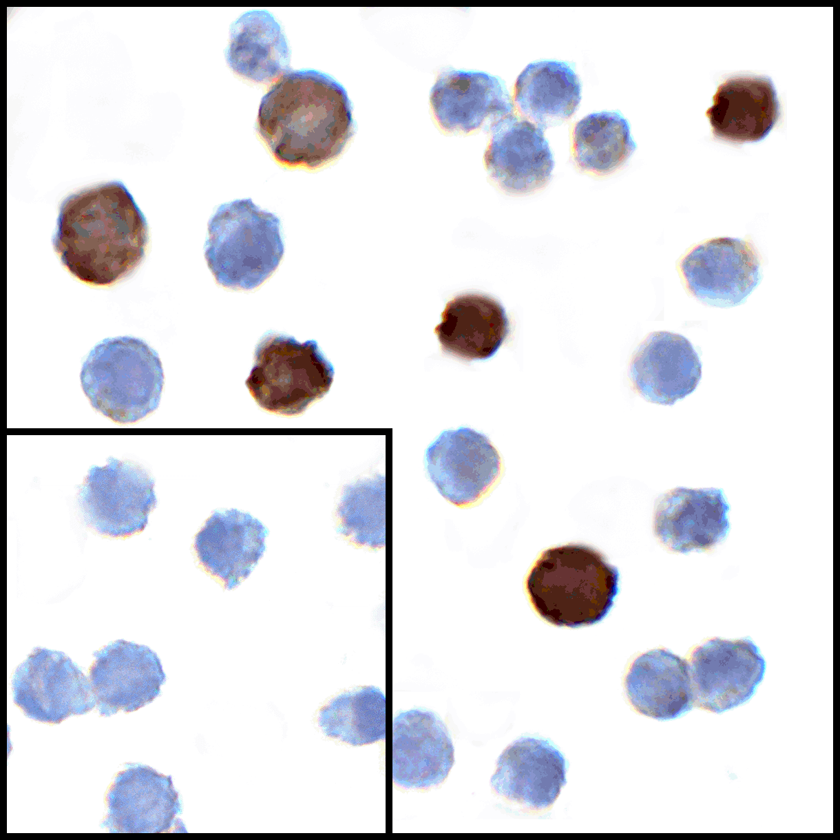 LIGHT Antibody [7B9H9]