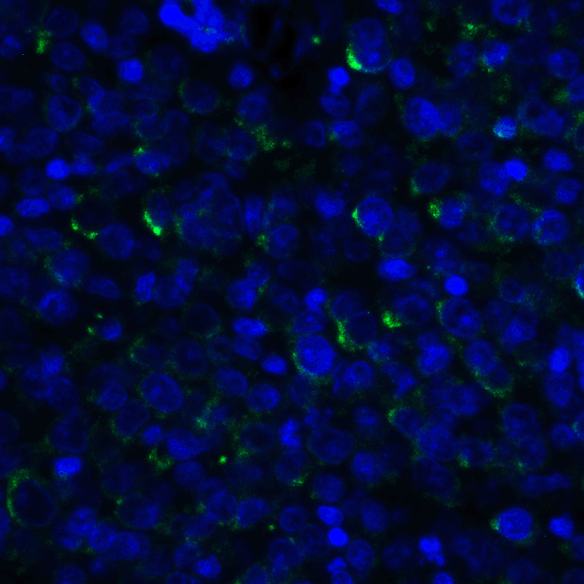 TNFSF14 Antibody