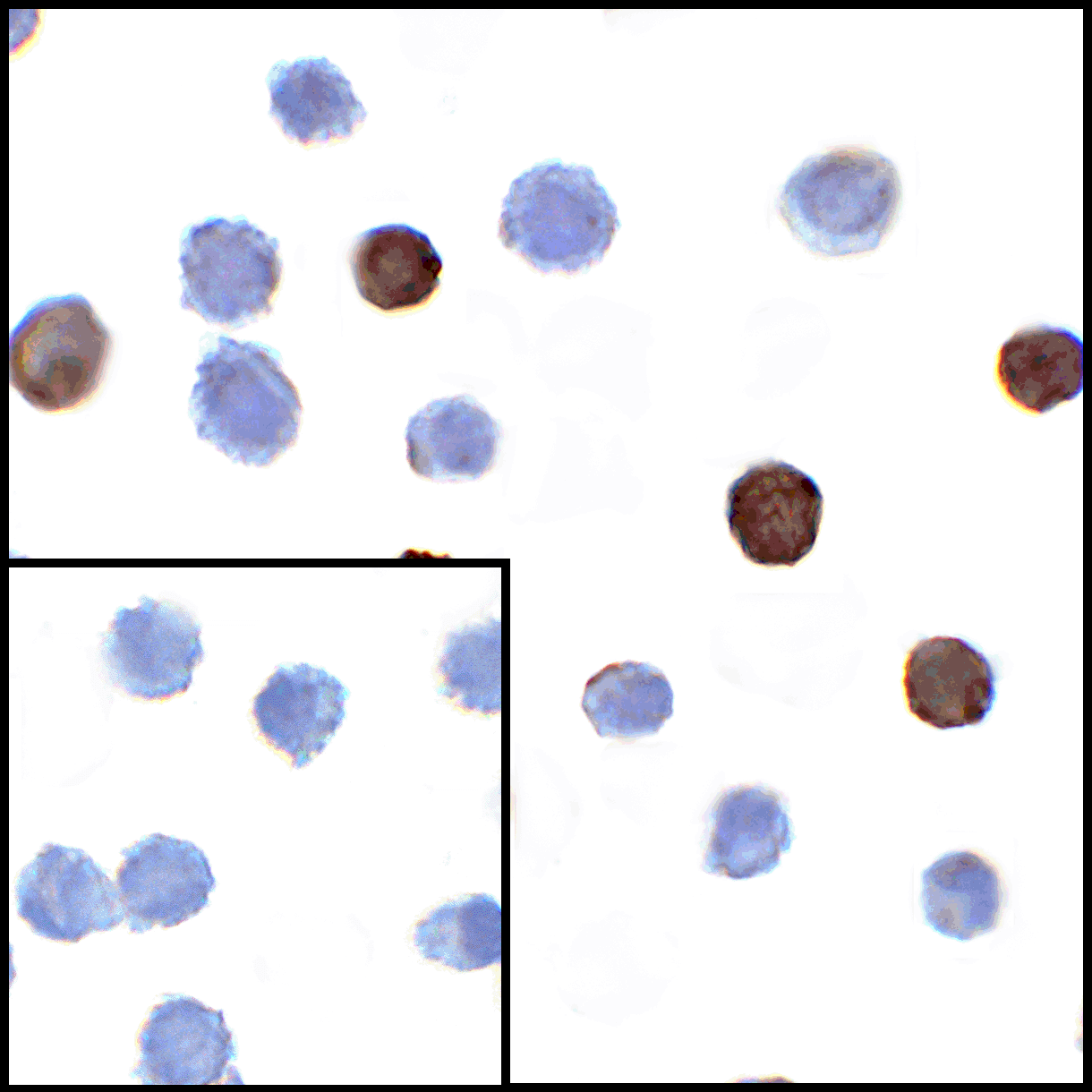 TNFSF14 Antibody