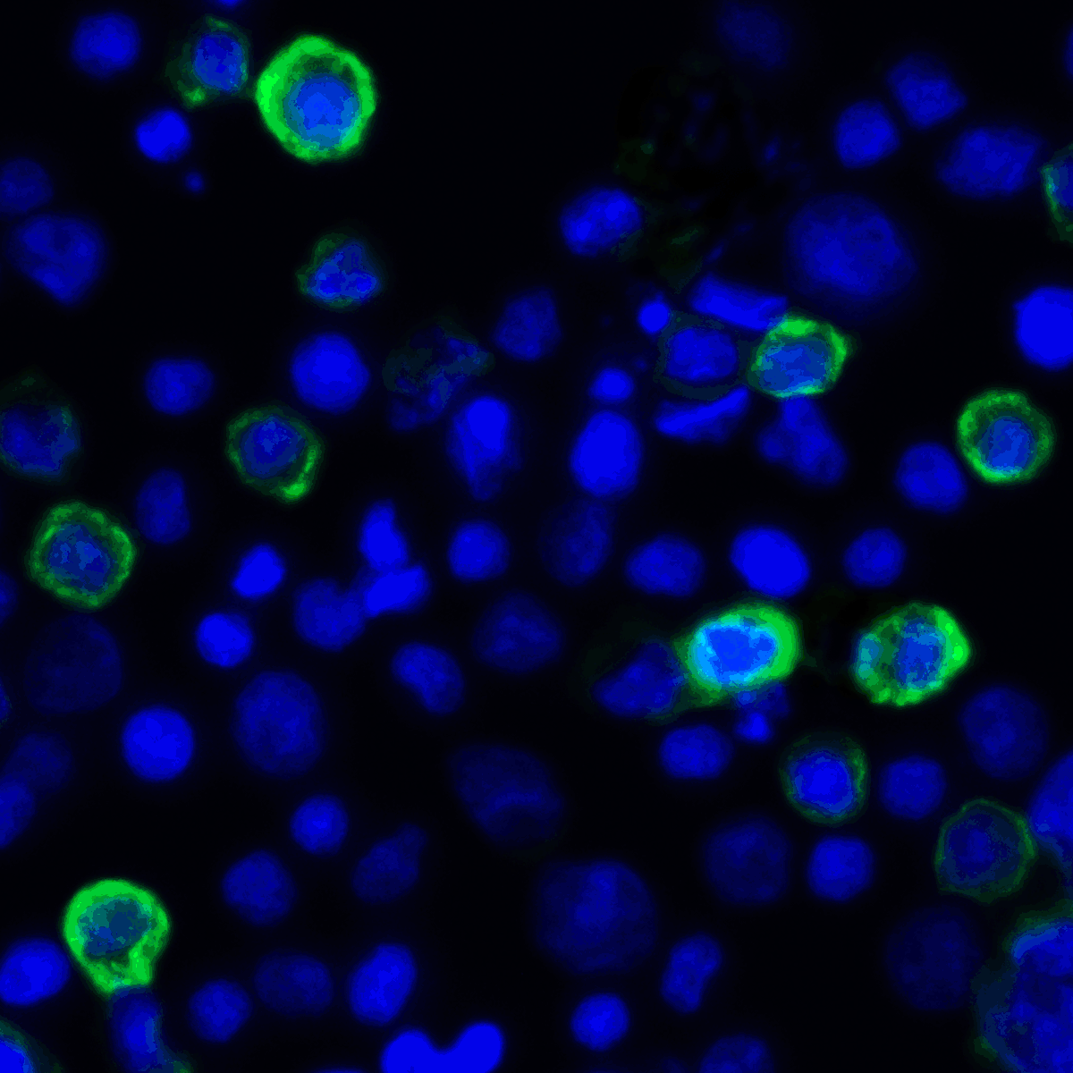 TNFSF14 Antibody