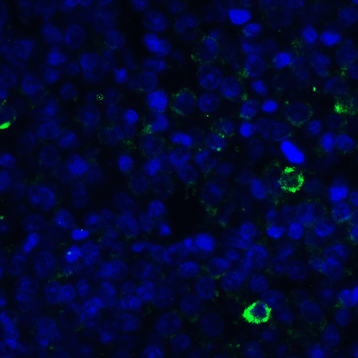 TNFSF14 Antibody