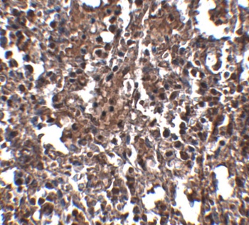 Klra2 Antibody