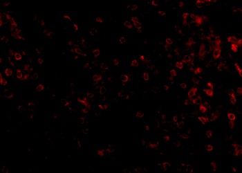 KLRA1P Antibody