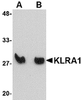 KLRA1P Antibody