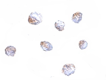 KLRA1P Antibody