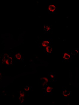 KLRA1P Antibody