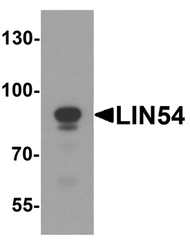 LIN54 Antibody