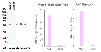 KLF4 Antibody