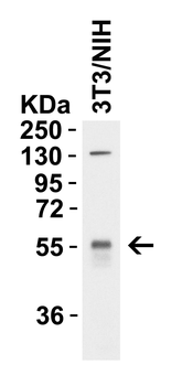 KLF4 Antibody