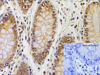 KLF4 Antibody