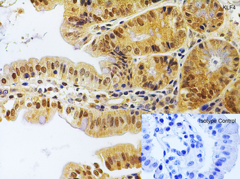 KLF4 Antibody