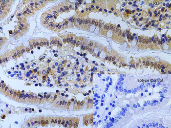 KLF4 Antibody