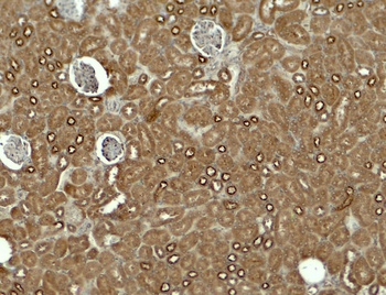 KIRREL3 Antibody