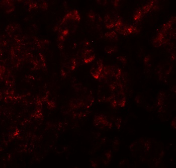 KIRREL2 Antibody