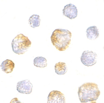 KIF5 Antibody