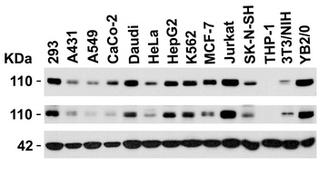 KDM1A Antibody