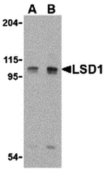 KDM1A Antibody