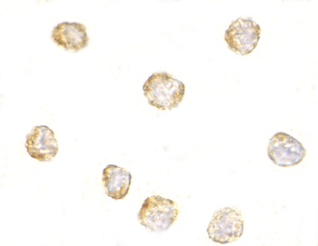 NKIRAS1 Antibody