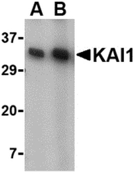 CD82 Antibody