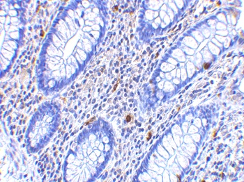 CD82 Antibody