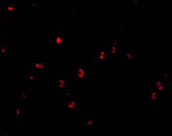 CD82 Antibody