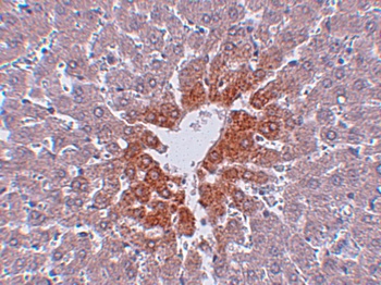 JMJD7 Antibody