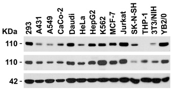 LSD1 Antibody