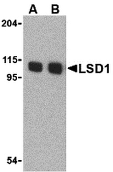 KDM1 Antibody