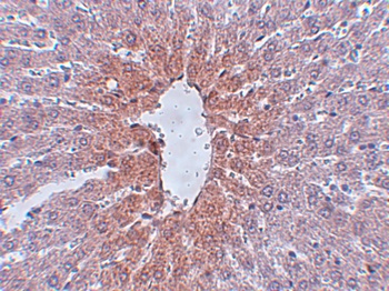 JMJD1C Antibody