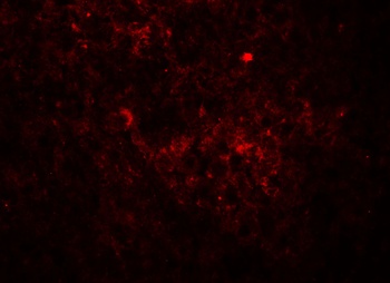 JAG1 Antibody