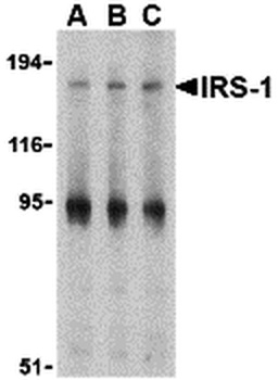 IRS1 Antibody