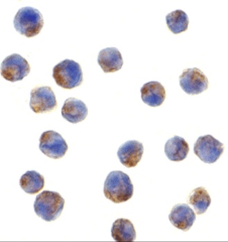 IRS1 Antibody