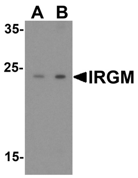 IRGM Antibody