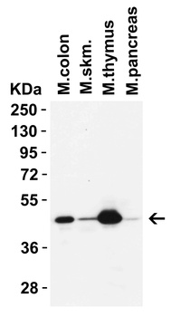 IRGB10 Antibody