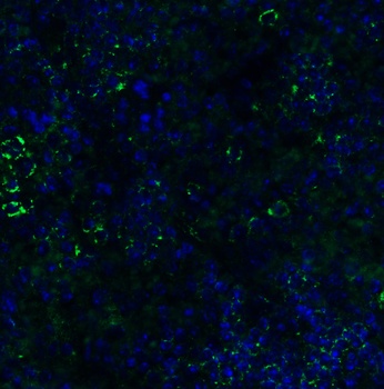 IRGB10 Antibody