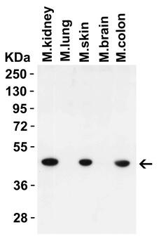 IRGB10 Antibody