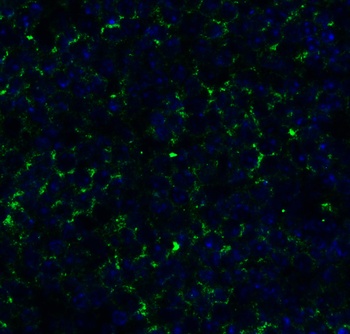 IRGB10 Antibody