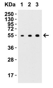 MANF Antibody