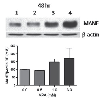 MANF Antibody