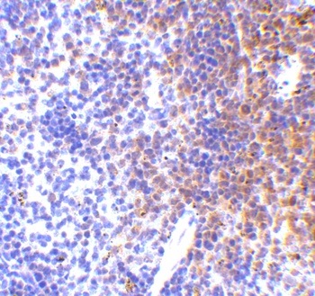 IRF7 Antibody