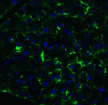 MANF Antibody