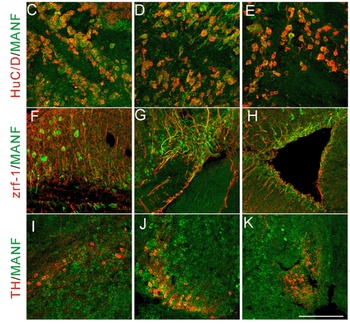 MANF Antibody