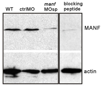 MANF Antibody